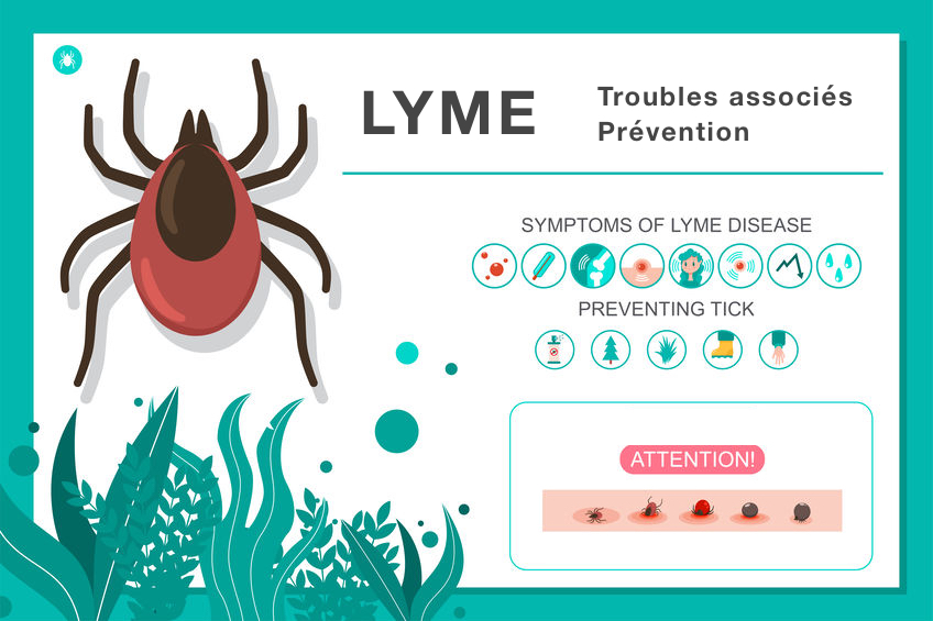 Lyme Maladie de Lyme Borrélios Symptômes prévention traitement